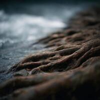 The Lasting Hold Of Nature Seen In Exposed River Roots photo