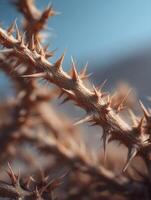 The Guarded Beauty of a Spiky Desert Plant photo