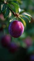 The Juicy Delight of a Plump Purple Plum photo