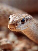 The Silent Predator of the Desert a Snake photo