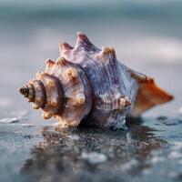 The Spiral Pattern Of A Conch Shell In A Close Up photo