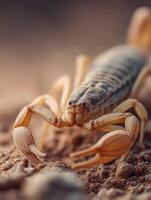 The Silent Predator of the Desert a Scorpion photo