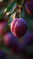 The Orchards Royal Delight A Plump Purple Plum photo