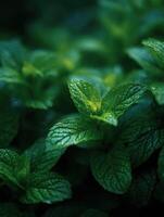The Refreshing Embrace of Fresh Mint Leaves photo