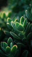 The Resilient Beauty Of Vibrant Succulent Leaves photo