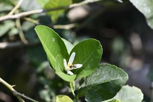 Close up of small insect on green leaf, with surrounding foliage and blurred background, showing natural plant life and insect activity, capturing moment of nature interaction photo