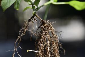 Close up of plant with visible roots and soil, showing underground root system and part of stem and leaves, emphasizing plant growth and health, with blurred background photo