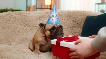 Pug dog in festive birthday hat explores gift box on home sofa, sniffing with focus and excitement. Excited pet shows curiosity, personality, and playful mood in a sweet celebratory moment indoors. video