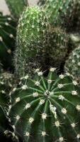 Macro shot of round cactus with white spines, showcasing texture and symmetry, ideal for nature, desert, and botany themes. photo