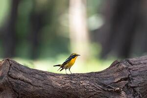 A yellow and black bird perched on a tree branch photo