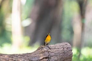 A small bird is perched on a tree branch photo