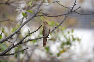 A bird sitting on a branch in the middle of the day photo