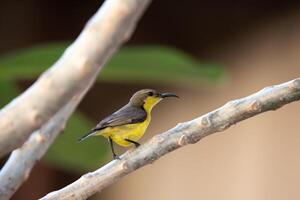 A small bird perched on a tree branch photo