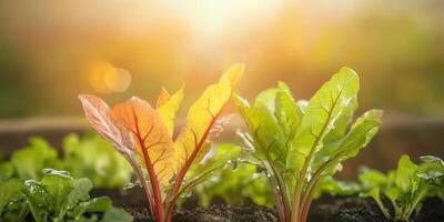 Colorful Swiss Chard Leaves In Sunlight. Fresh Organic Vegetables Growing In Garden photo