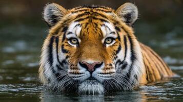Majestic Tiger in Water A Stunning Portrait of a Wild Cat. This captivating image showcases the power and beauty of this apex predator in its natural habitat. photo