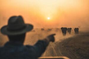 Witnessing the Majestic Sunset Safari A breathtaking view of a large elephant herd traversing the African savanna as the sun dips photo