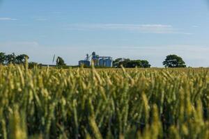 Grain silos stand prominently amidst golden grain fields with lush trees in the background against a bright blue sky photo