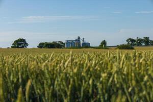 Tall wheat stalks sway gently in the breeze, framing a modern grain storage facility under a bright blue sky photo