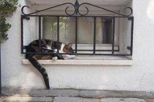 Cat lounging peacefully on a windowsill in bright daylight photo