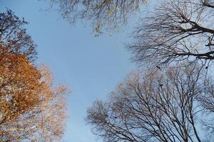 Autumn leaves and bare trees under a clear blue sky photo