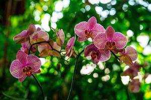Experience the beauty of pink striped orchids in this captivating image. Their delicate petals and intricate patterns make it a perfect choice for nature lovers and floral enthusiasts. photo