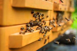 A lively apiary scene features bees buzzing around wooden beehives on a sunny day. Honeybees are busy flying in and out, highlighting the importance of beekeeping and pollination. photo