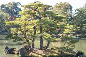 Lush greenery surrounding a tranquil pond with trees in Kinkaku-ji Golden Pavilion Temple in Kyoto Japan. photo