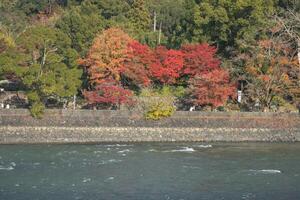 Scenic riverside view with colorful trees in Uji, Kyoto photo