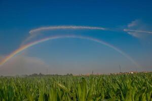 Sprinkler irrigation of a corn field photo
