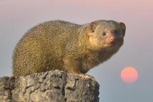 Dwarf mongoose on a tree stump in natural environment, alert and curious, with detailed photo