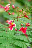 closeup of a vibrant Pride of Barbados flower with red and yellow petals and long, graceful stamens against a blurred background of green foliage photo