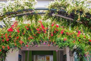 A picturesque arch covered in lush greenery with cascading white and red bougainvillea flowers frames the entrance to the building photo