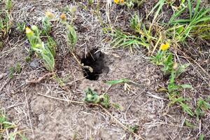 A hole of an animal is visible in the ground. A snake or mole hole photo