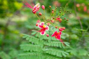 A closeup of a vibrant Pride of Barbados flower with red and yellow petals and long, graceful stamens against a blurred background of green foliage photo