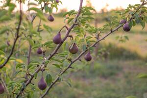 Several dark red pears hanging on a tree branch with foliage in an orchard at sunset photo