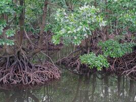 pohon bakau or Mangrove trees and roots function as barriers to sea water abrasion photo