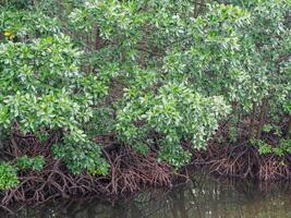 Mangrove trees and roots function as barriers to sea water photo