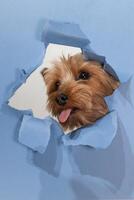 Yorkshire Terrier Peeking Through Torn Paper in a Playful Manner photo