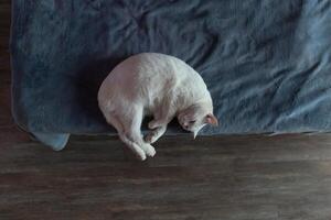 Cat Resting Peacefully on a Cozy Blanket in a Serene Indoor Setting photo