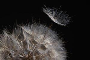 Delicate Tragopogon Seed Dispersal Under Dark Background photo