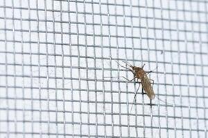 Mosquito Resting on a Fine Mesh Screen in a Domestic Setting During Daylight Hours photo
