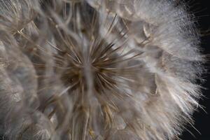 Close-up View of Tragopogon Flower Head Revealing Intricate Seed Structures photo