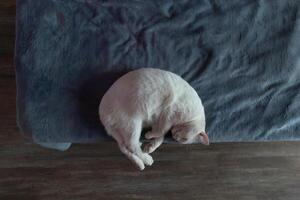 Cat Peacefully Sleeping on a Cozy Blanket in a Warm Indoor Setting During the Day photo