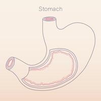 Stomach line art showing multiple layers inside, human organ physiology histology illustration vector