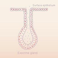 Exocrine gland formation from surface epithelium of human physiology histology illustration vector
