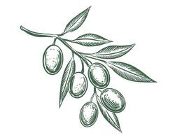 Olive branch with olives and leaves vector