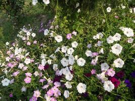 A field of white and purple flowers in the middle of a field photo
