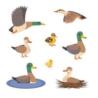 Cartoon Color Different Poses Wild Ducks Set. vector
