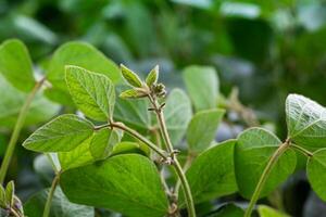Young soybean plants with flowers on soybean cultivated field photo