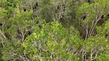 Bats roosting in trees during daytime aerial view video